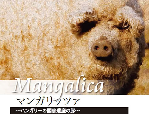 ハンガリー国家遺産の豚「マンガリッツァ」